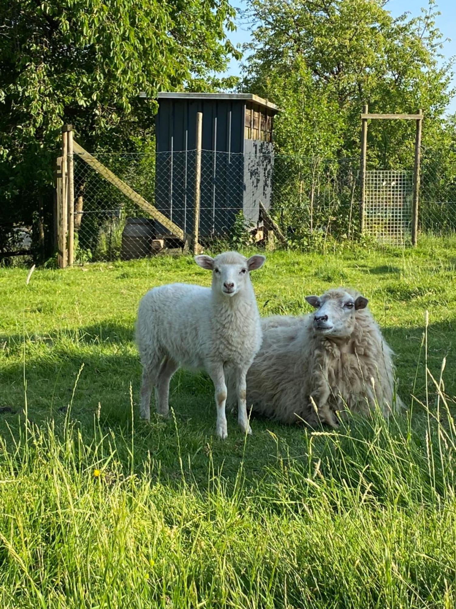 Landhof Lieg - Tierische Auszeit In Unseren Gemuetlichen Ferienwohnungen Ngoại thất bức ảnh
