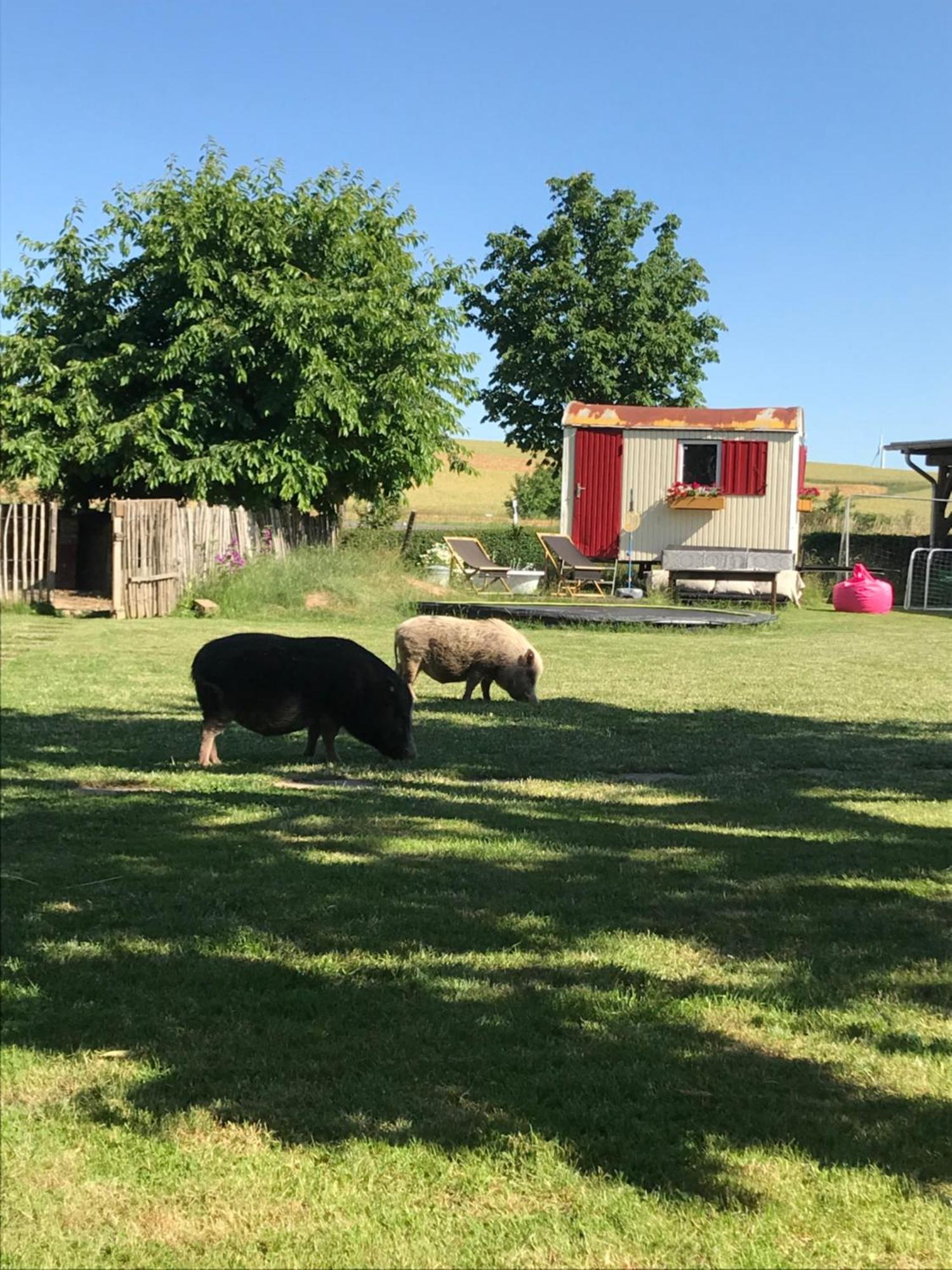 Landhof Lieg - Tierische Auszeit In Unseren Gemuetlichen Ferienwohnungen Ngoại thất bức ảnh